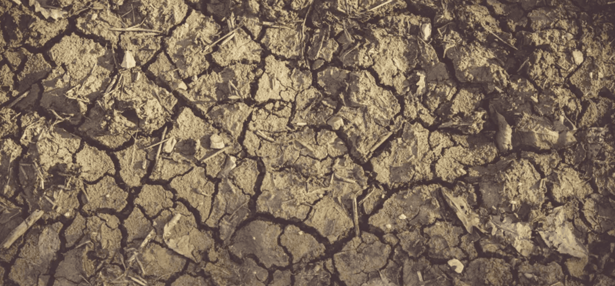 tc_landscape